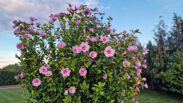 A large bush of Rose of Sharon hibiscus flowers at sunset