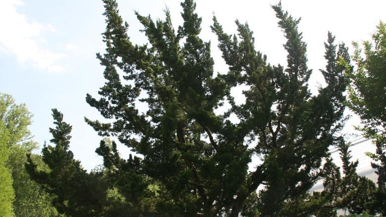 the top of a hollywood juniper tree