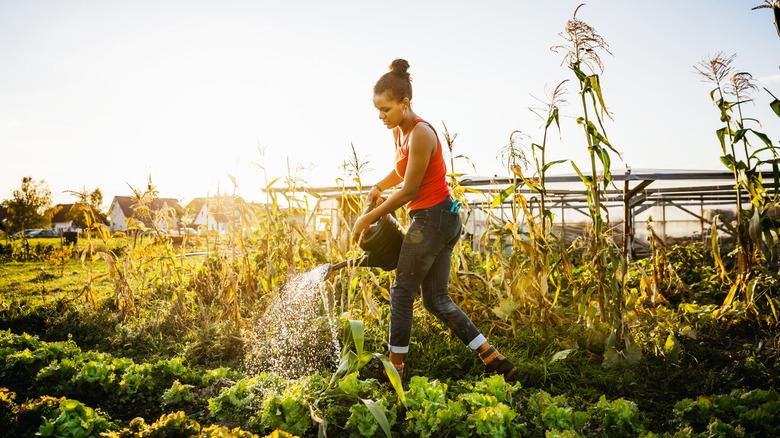 A young woman waters a series of plants at sunset