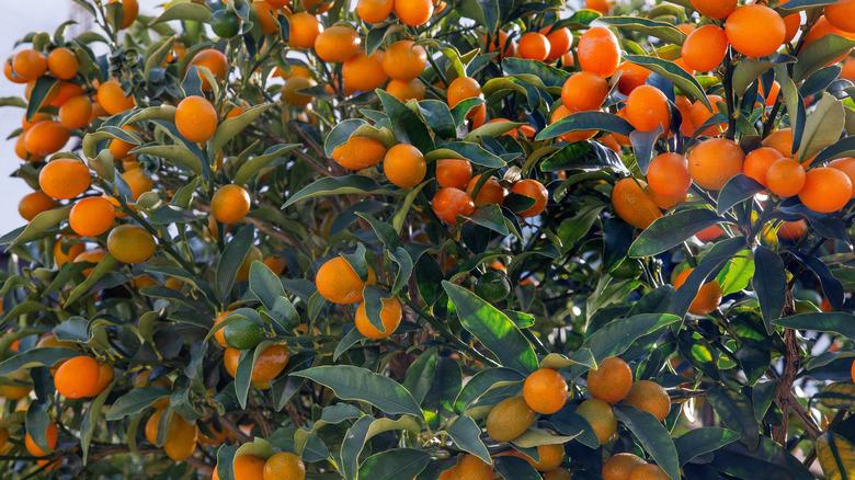 Bunches of kumquats growing on a tree on a cloudy day.