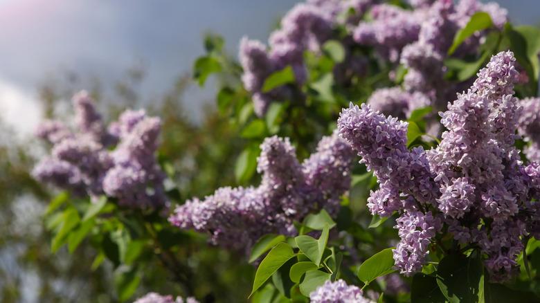 A close up, focused view of bunches of lilac flowers growing on a cloudy day.