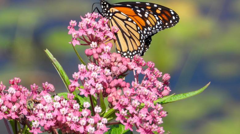 A monarch butterfly resting on a pink blossomed milkweed.