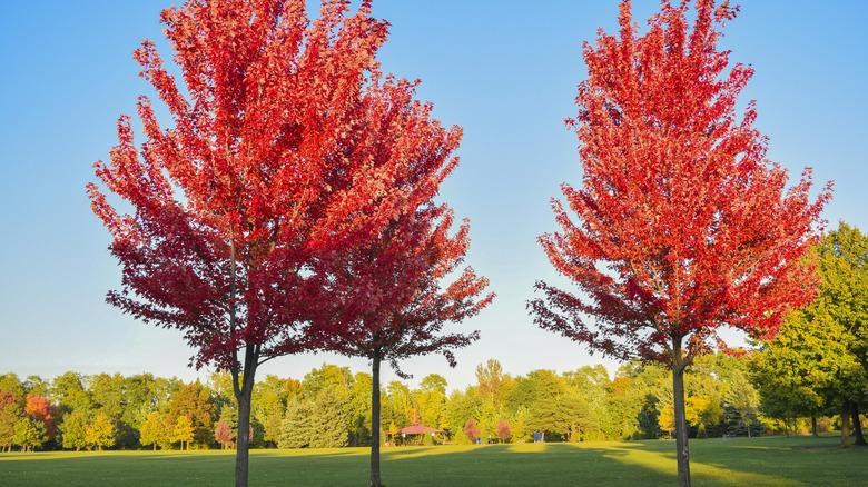 Red maple trees growing side-by-side in a field