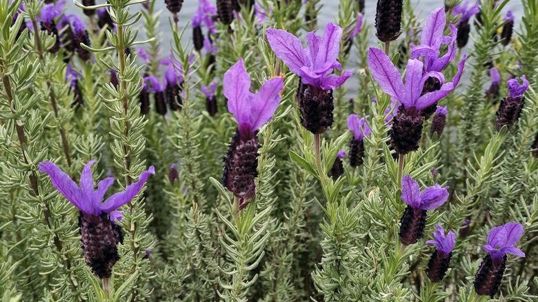 A close up of Spanish Lavender blossoms on a sunny day