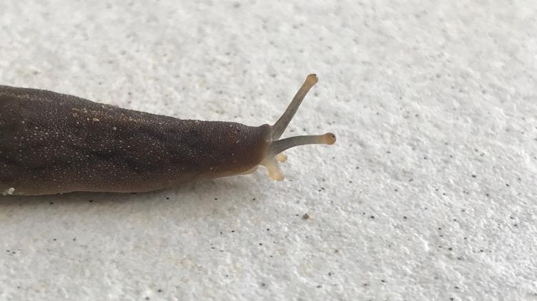Slug crawling on a tile floor