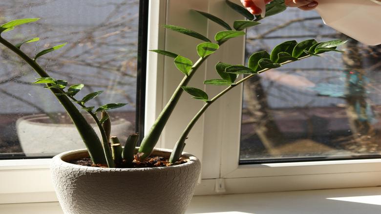 Hand with spray bottle over indoor plant.