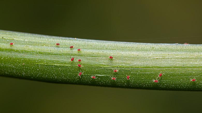 Close-up of spider mites on a green stalk.