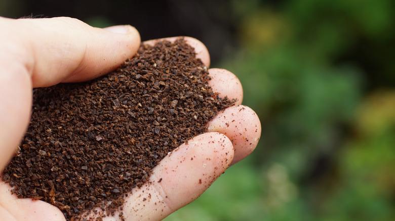 A person holds coffee grounds with plants in the background.