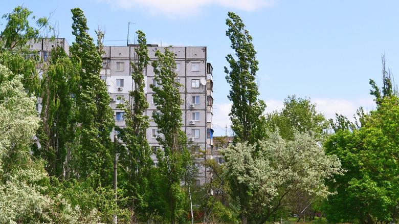 Tall, skinny poplar trees growing in front of a tall apartment building.