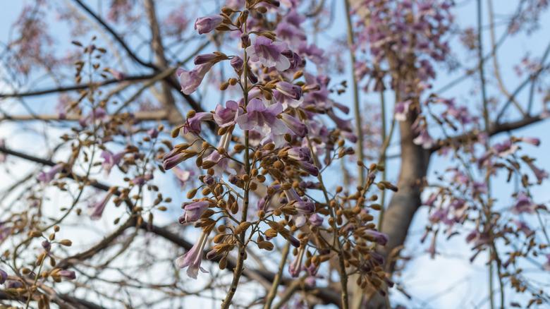 A close-up of a blossoming foxglove tree on a sunny day.
