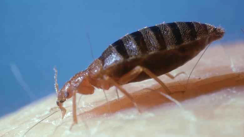 zoomed in bed bug