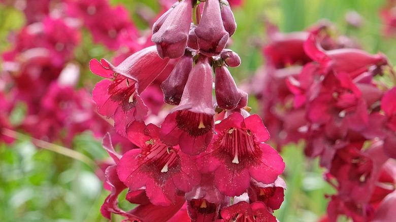 Close up of merlot red Penstemon flowers
