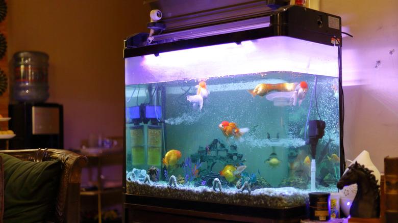 A sparse fish tank full of different fish sits beside a living room table with a chess knight statue.