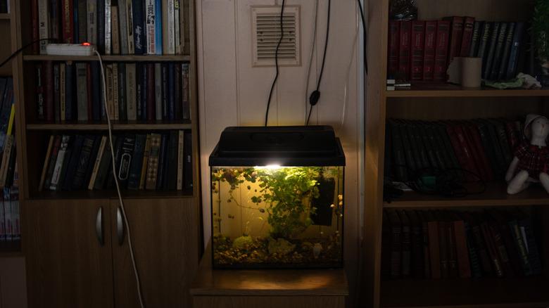 A small fish tank sits between two library shelves full of books, dolls, and other trinkets.