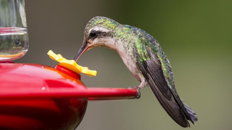 Hummingbird sips from a nectar feeder