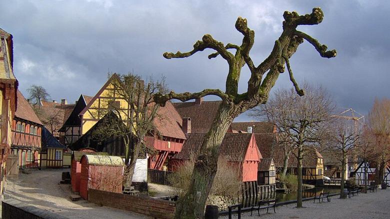 Pollarded tree in Denmark