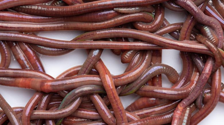 closeup of many earthworms