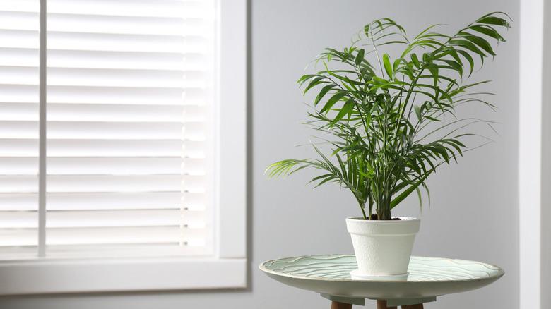 palm plant in a white pot sitting on an end table by a window with blinds down