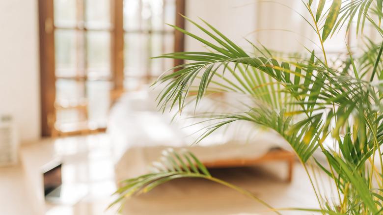 palm plant in room with blurry bed visible in the background