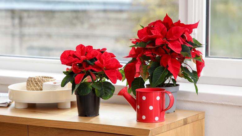 Poinsettias and watering can on a table