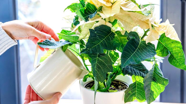 Watering a white poinsettia with a watering can