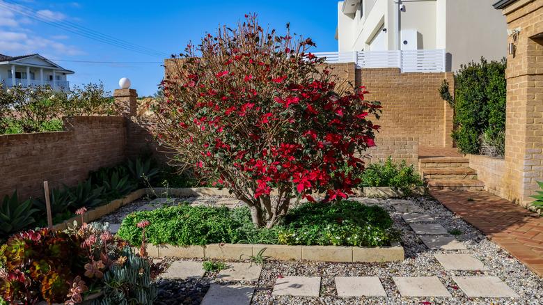 Poinsettia grown outdoors with a more developed tree-like habit