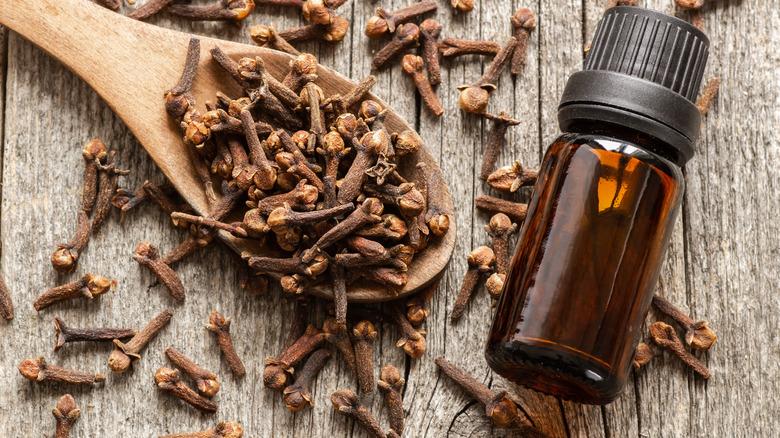 Close up glass bottle of essential clove oil and cloves in wooden spoon.