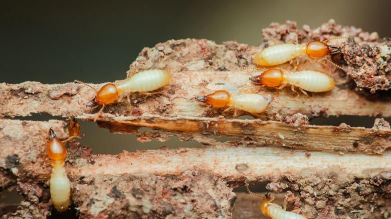 Close-up of termites actively consuming and damaging a piece of wood.