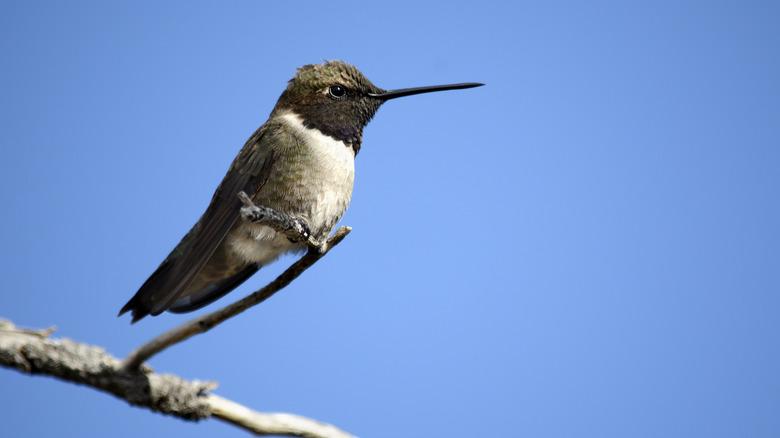 A male black-chinned hummingbird sits on top of a branch