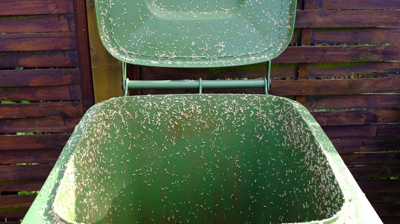 maggots all over garbage bin