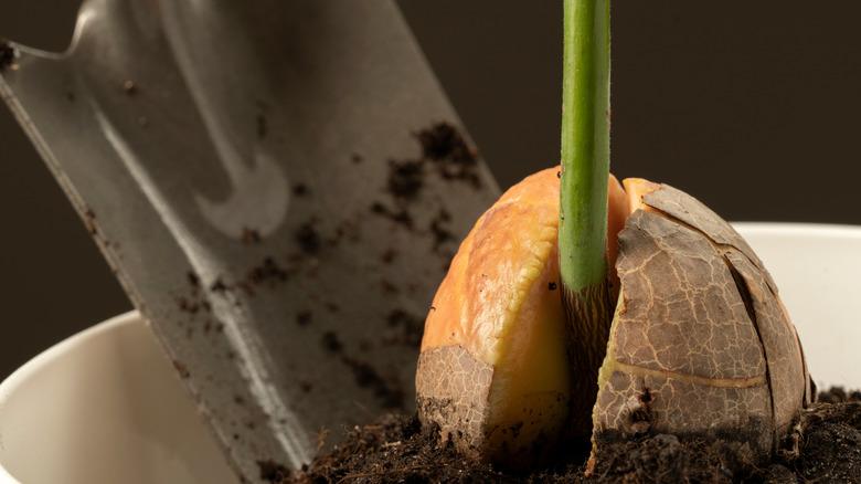 Sprouted avocado seed in soil