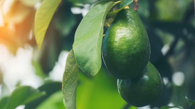 Avocado fruit hanging from branches