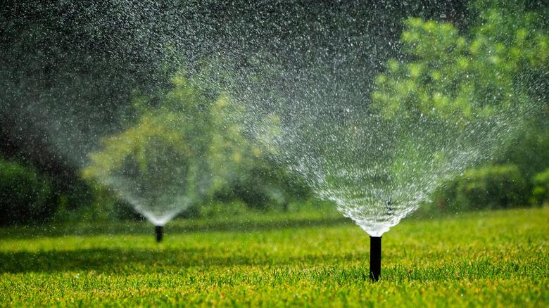 Lawn being watered with sprinkler system