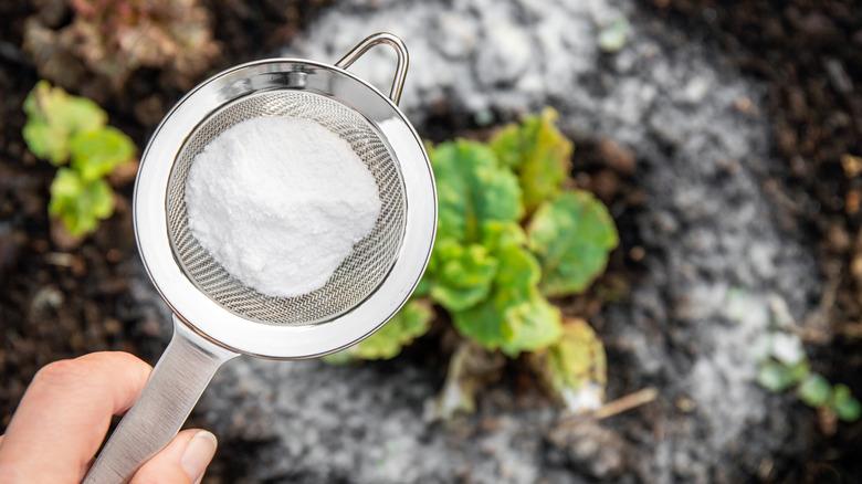 Baking soda in a sifter, being held over a plant