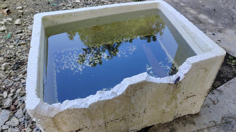 Stagnant water in polystyrene box