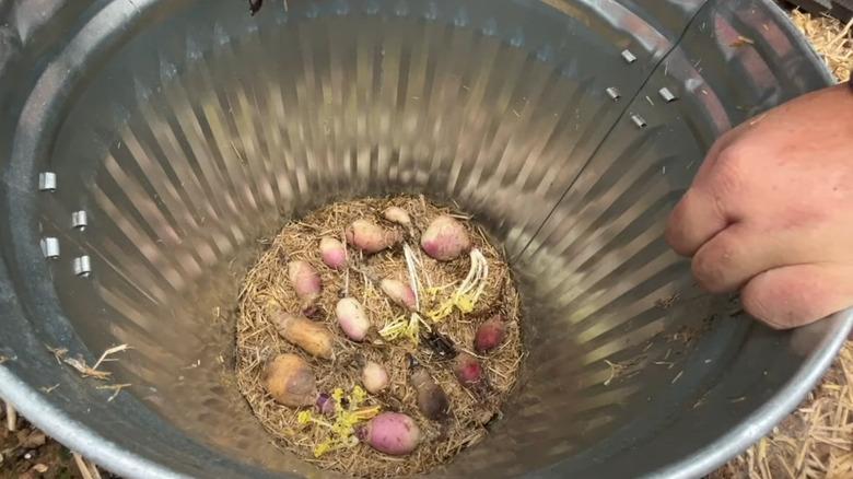 Root cellar created in buried trash can