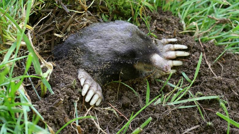 A mole popping its head out of the ground.