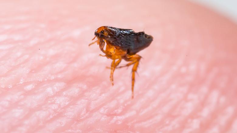 Tick on a leaf stem
