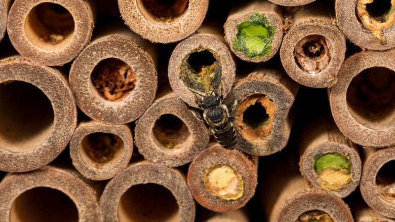 A bee feasts inside a bee house.