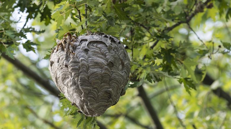 hornets nest hanging from a tree