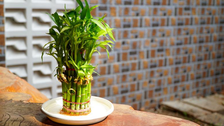 bamboo in water