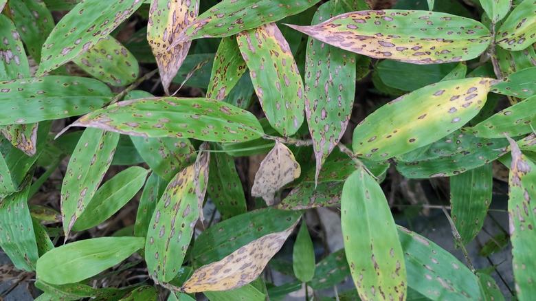 bamboo leaf spot