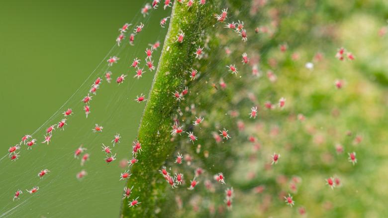 spider mites on plant