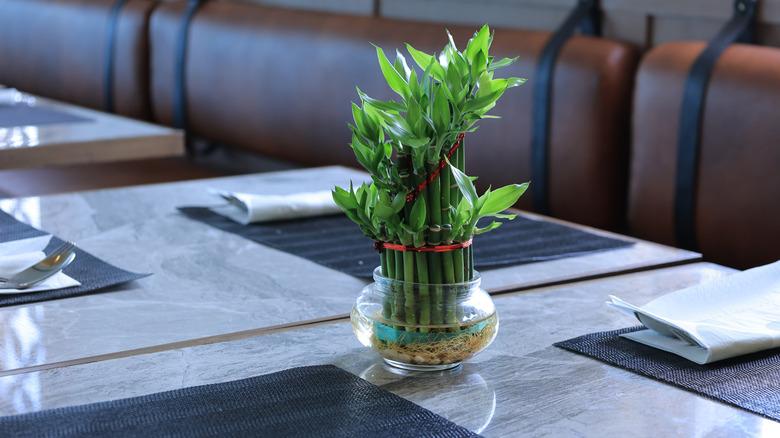 lucky bamboo in water