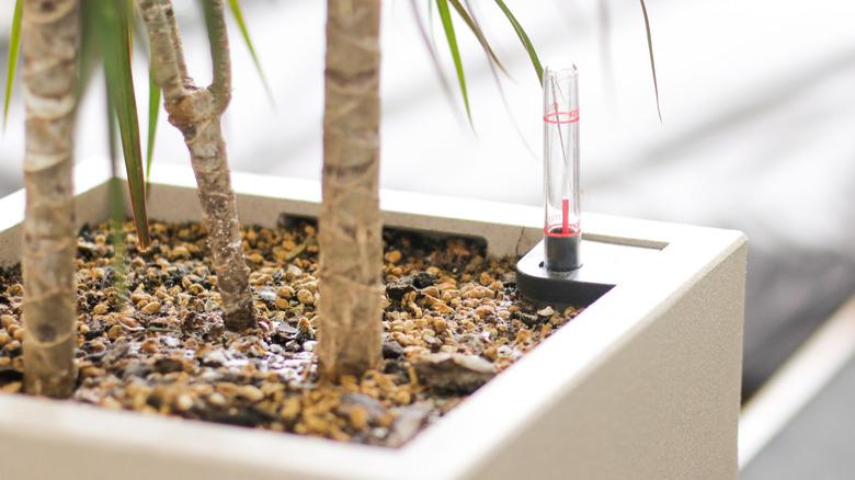 closeup of bamboo in soil