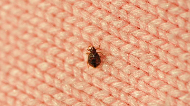 Bedbug closeup