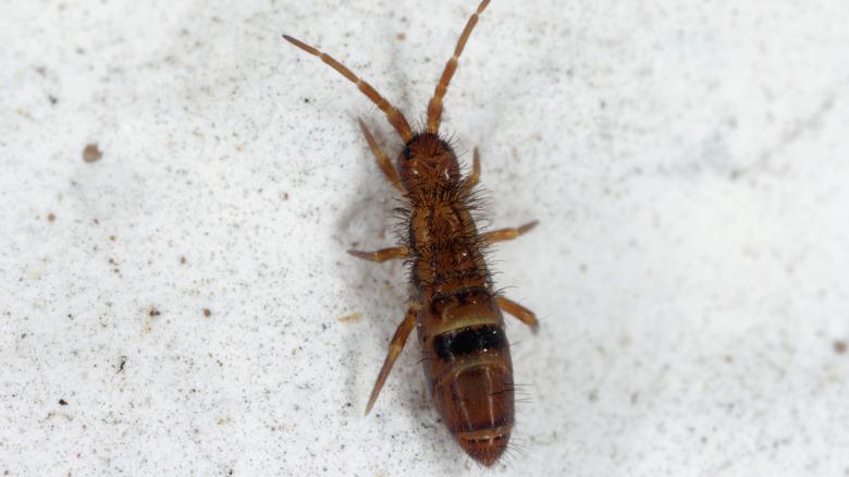 Springtail closeup