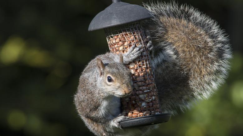 Squirrel on a bird feeder