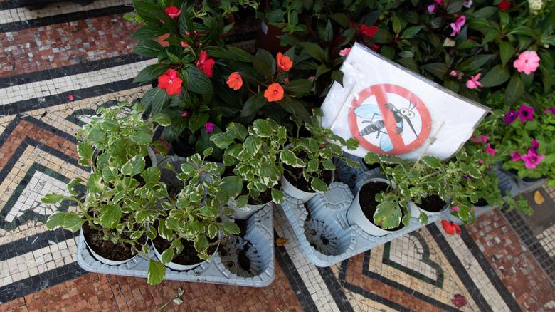 Potted plants and flowers with a sign that indicates no mosquitoes placed between the pots.