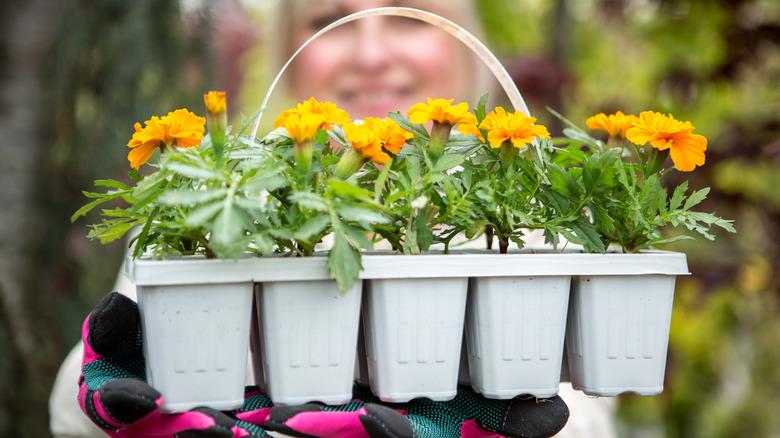 A woman holding a tray of marigolds wearing garden gloves.